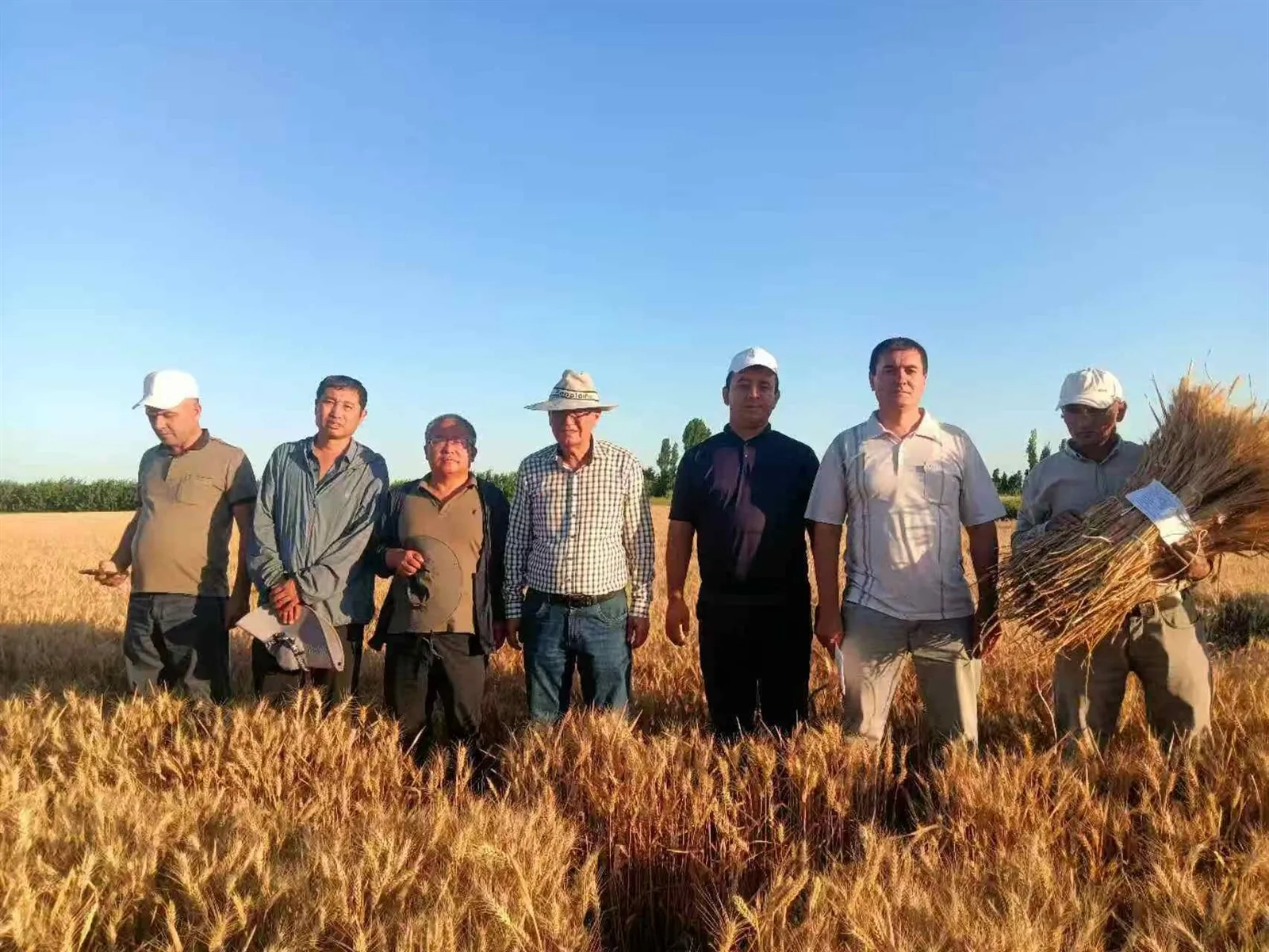 Fertigation Technology Applications for Cotton and Wheat in Uzbekistan Fertigation Technology Applications for Cotton and Wheat in Uzbekistan